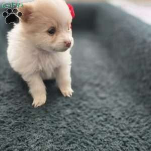Vicky, Pomeranian Puppy